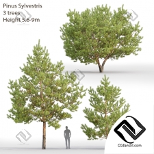 Деревья Trees Pinus Sylvestris 88
