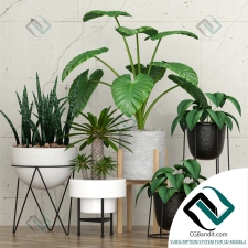 Indoor plants Комнатные растения 71