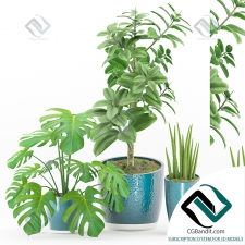 Plant Растение 115