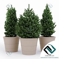 Fir tree Ель