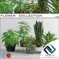 flower collection коллекция цветов 7