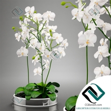 Orchid Орхидея 53