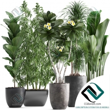 Коллекция растений Plant collection 128