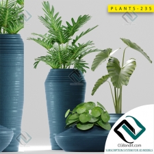 Plants Растения 34