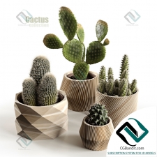 Коллекция кактусов Cactus collection 26