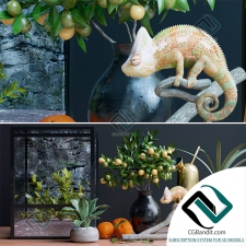 Декоративный набор Decor set chameleon