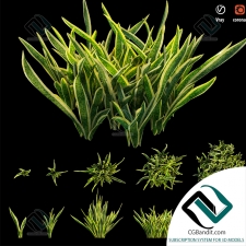 Трава grass Sansevieria Artificial
