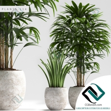 PLANTS РАСТЕНИЯ 347