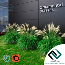 Трава Grass Ornamental grass Miscanthus