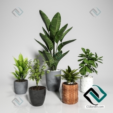 Plant set 03
