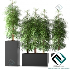 БАМБУКОВЫЕ РАСТЕНИЯ BAMBOO PLANTS 25