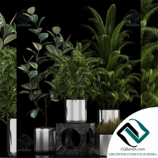 Plants collection Коллекция растений 67