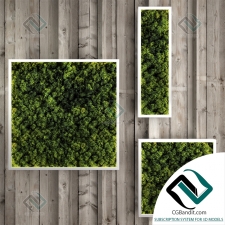 Фитостены Moss modules Модули из мха 05