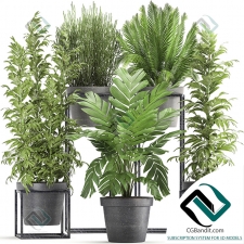 Коллекция растений Plant collection 150