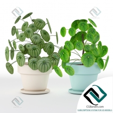 Растение Pilea perperomioides