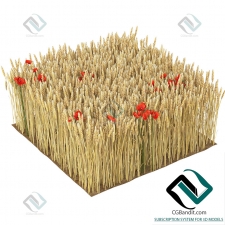 Трава Grass Wheat