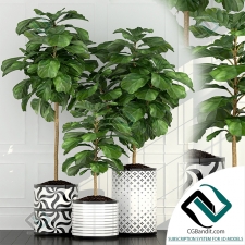 Plants collection Коллекция растений 163