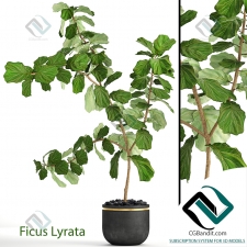 Фикус лировидный Ficus lyre 14