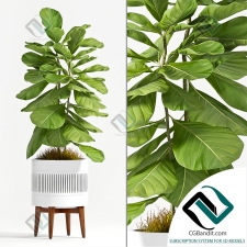 Растения Plant Ficus Lyrata