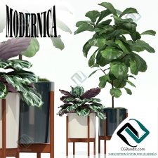 Plants collection Коллекция растений 290