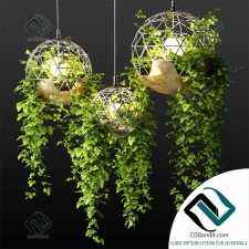 hanging plants