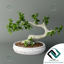 Бонсай Майоги Bonsai Mayogi 05