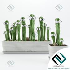 Кактусы с глазами Cacti with eyes