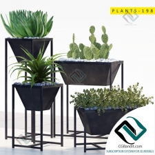 Коллекция растений Plants collection 104