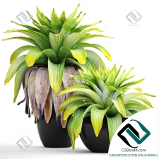 Tropical plant Тропическое растение 02