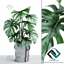 Монстера в тканевом кашпо Monstera in a fabric planter 13