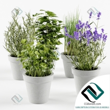 Herbs in concrete pots Травы в бетонных горшках