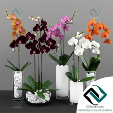 Phalaenopsis orchids set Набор орхидей фаленопсис 24