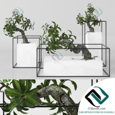 Растения Plants tree bonsai