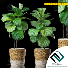 PLANTS РАСТЕНИЯ 44