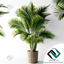 Areca palm Пальма арека 003