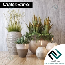Crate&Barrel plant set набор растений