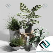 Plant set Набор растений 56