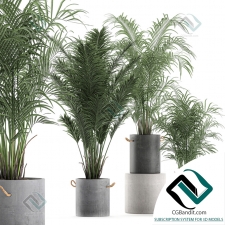 Коллекция растений Plant collection 431