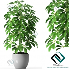 Растения SCHEFFLERA PLANTS