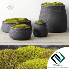concrete vessel with moss