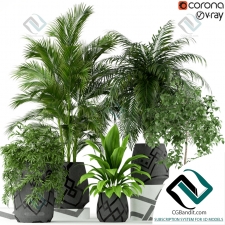 Plants collection Коллекция растений 90