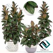 Растения Ficus elastica 04