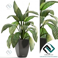 Plant Dieffenbachia