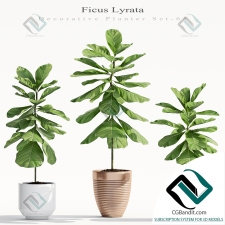 Plant  Ficus Lyrata Растение Фикус Лирата 69