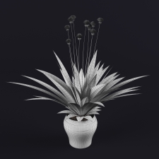 Decorative plants