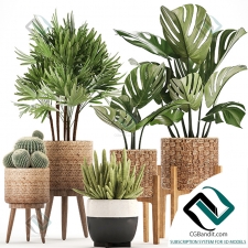 Коллекция растений Plant collection 136