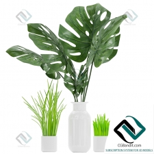 Plant Растение 153