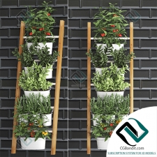 Вертикальное озеленение Vertical gardening 10