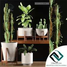 PLANTS РАСТЕНИЯ 349