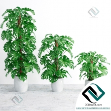 Монстера Monstera 77